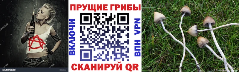 Купить закладки  Лаишево  Псилоцибиновые грибы Cubensis 